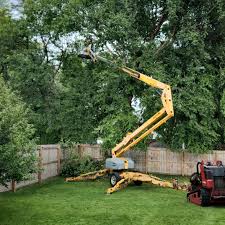 Best Palm Tree Trimming  in San Pablo, CA