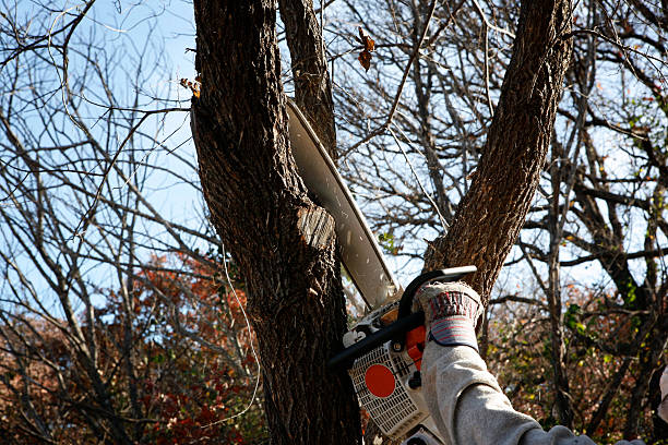 Best Hedge Trimming  in San Pablo, CA